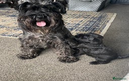 Miniature Schnauzer dogs for sale: KC Registered Black Miniature Schnauzer Pups  - Image 12