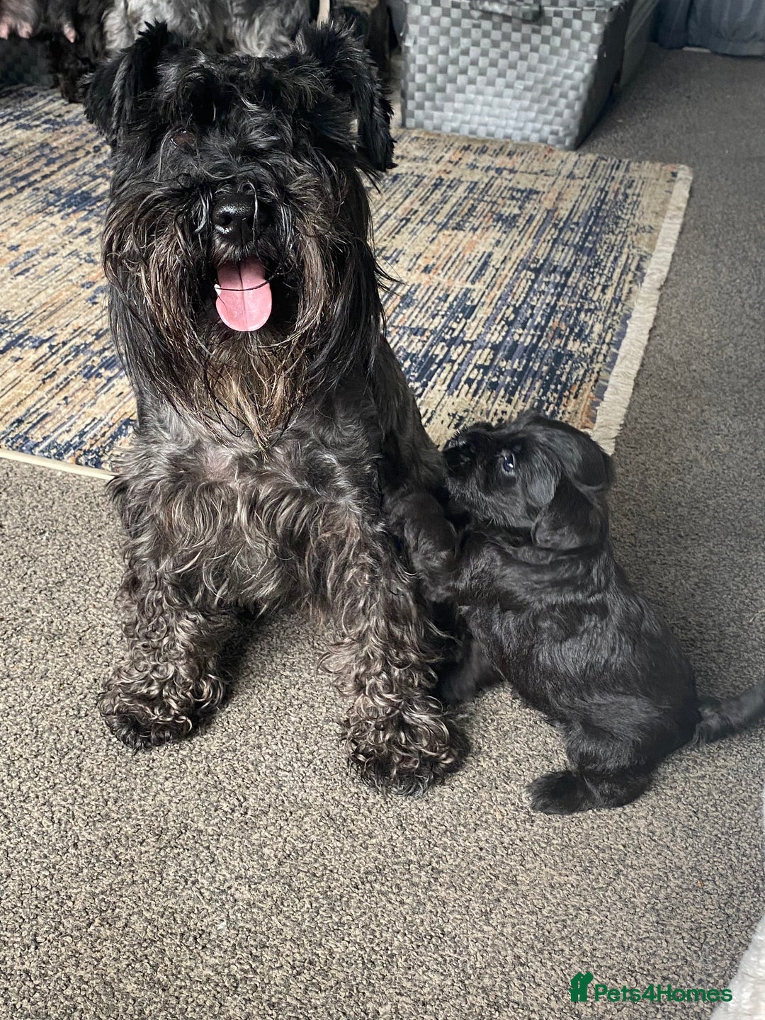 Miniature Schnauzer dogs for sale: KC Registered Black Miniature Schnauzer Pups  - Image 12