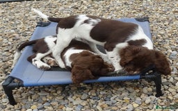 English Springer Spaniel dogs for sale: Two Gorgeous Boy English Springer Spaniel Puppies  - Image 20