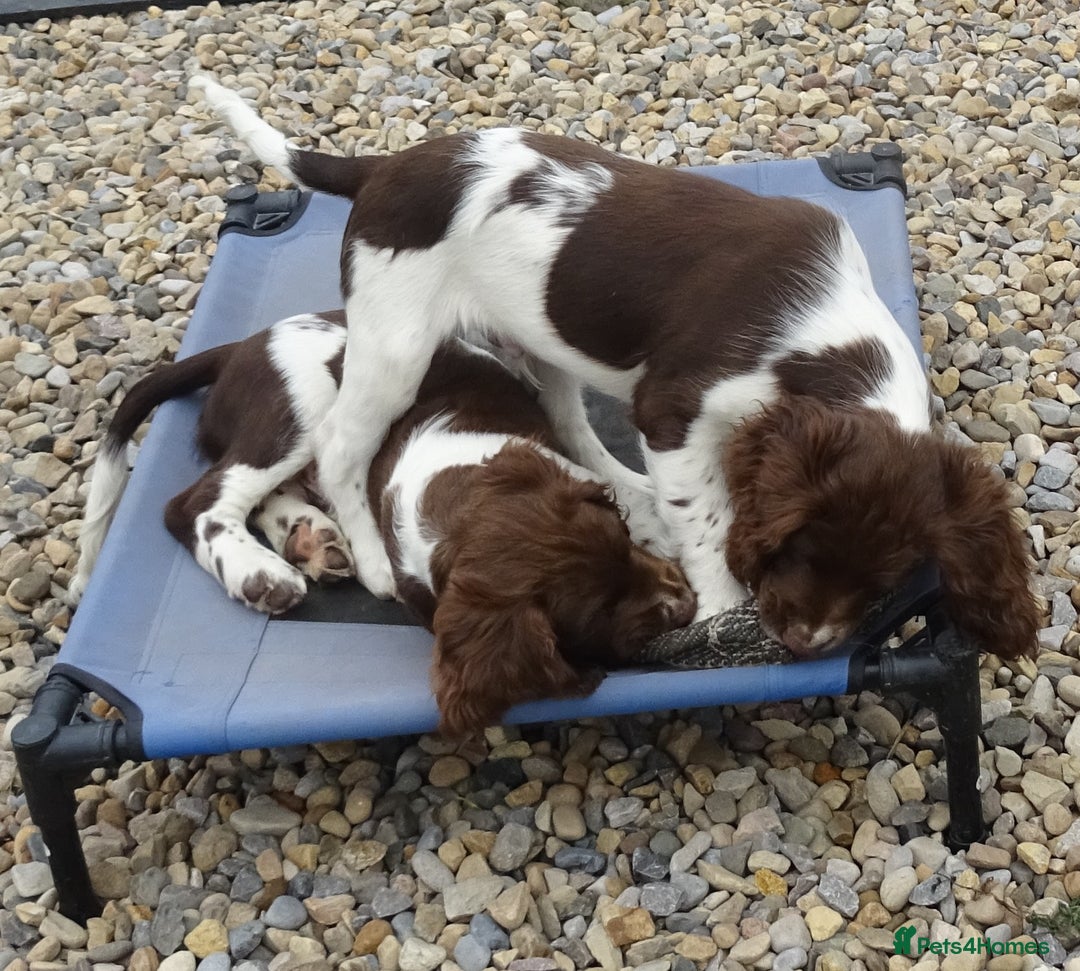 English Springer Spaniel dogs for sale: Two Gorgeous Boy English Springer Spaniel Puppies  - Image 20