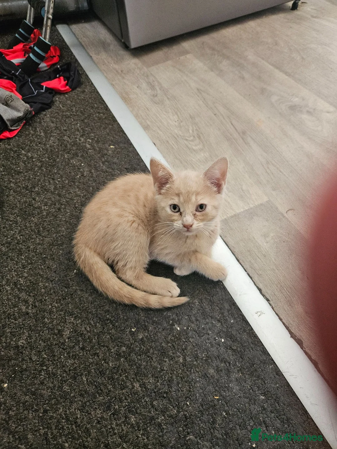 Mixed Breed cats for sale: Two beautiful kittens silver boy and cream boy   - Advert 2