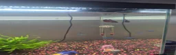 Other/Mixed Breed fish for sale: Tropical Fish, Tank, Heater & Filter set up - Advert 3