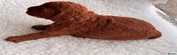 Cockapoo dogs for sale: AMAZING TOY COCKAPOO PUPPIES - Advert 6