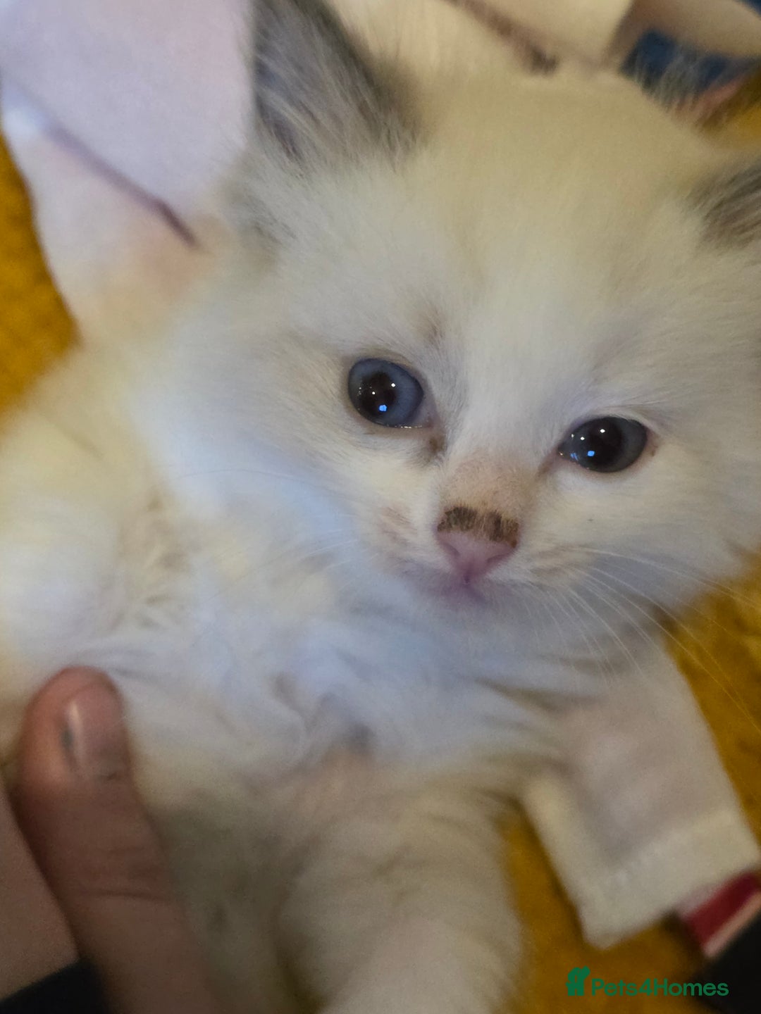 Ragdoll cats for sale: 4 pure ragdolls. 21st of Dec Reservation taken now - Advert 3