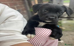 Mixed Breed dogs for sale: CANE CORSO  ** TIFF PUPPY  - Advert 4