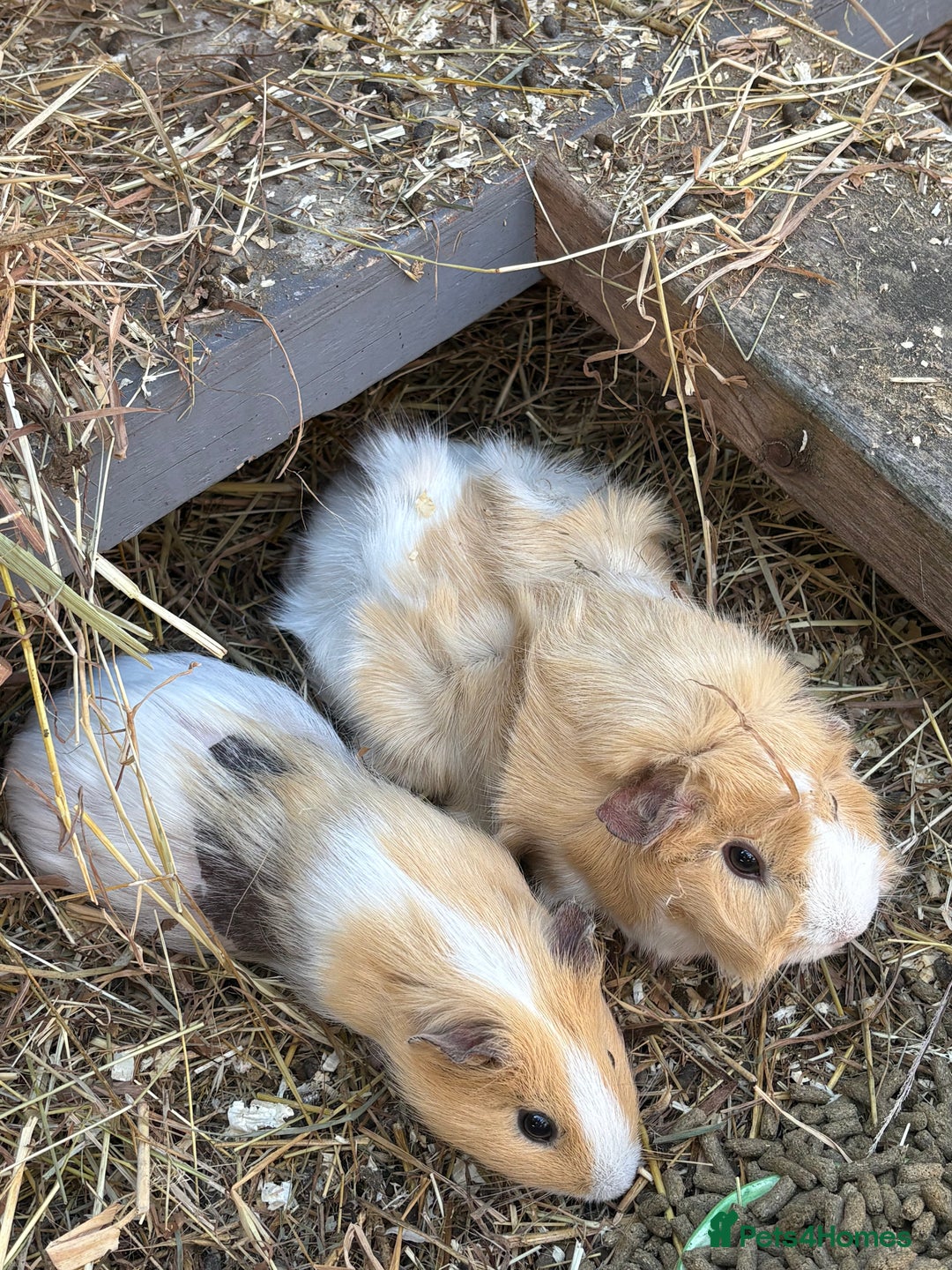 Guinea Pig rodents for sale: 2 Female Guinea Pigs - Image 3