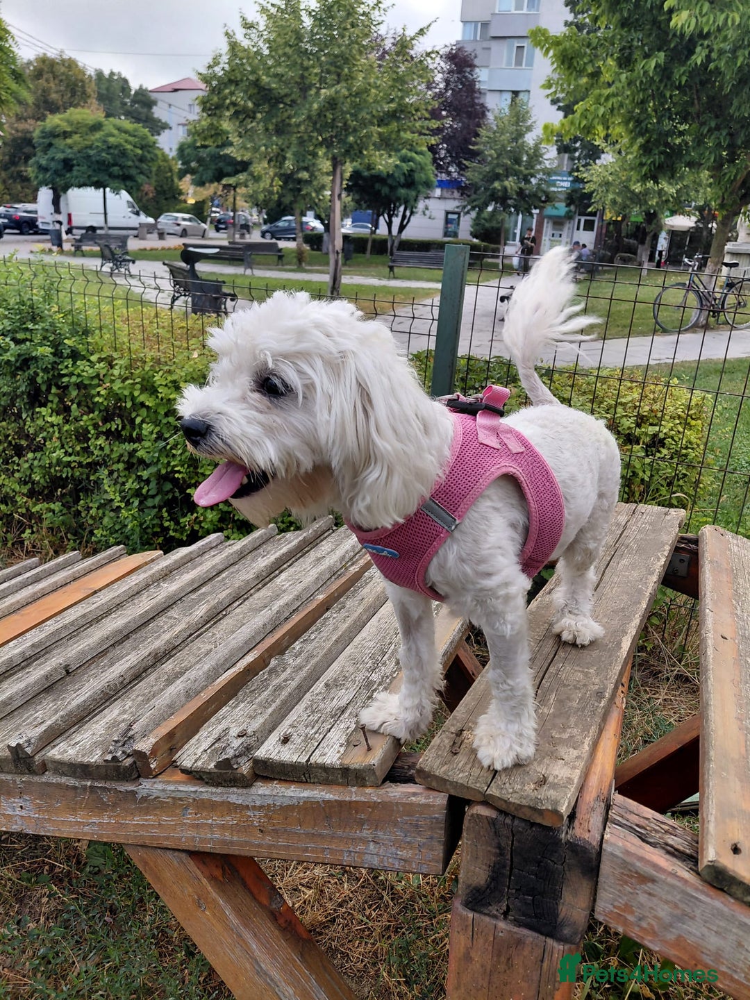 Bichon Frise dogs for adoption: ROMINA - a Beautiful Bichon Girl for a Loving Home - Image 8
