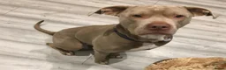 Staffordshire Bull Terrier dogs for sale: Male Staffordshire bull terrier  - Advert 1