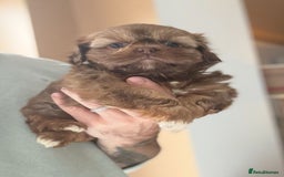 Shih Tzu dogs for sale: 💙🩷Two Beautiful Shih Tzu Puppies Available  - Image 2