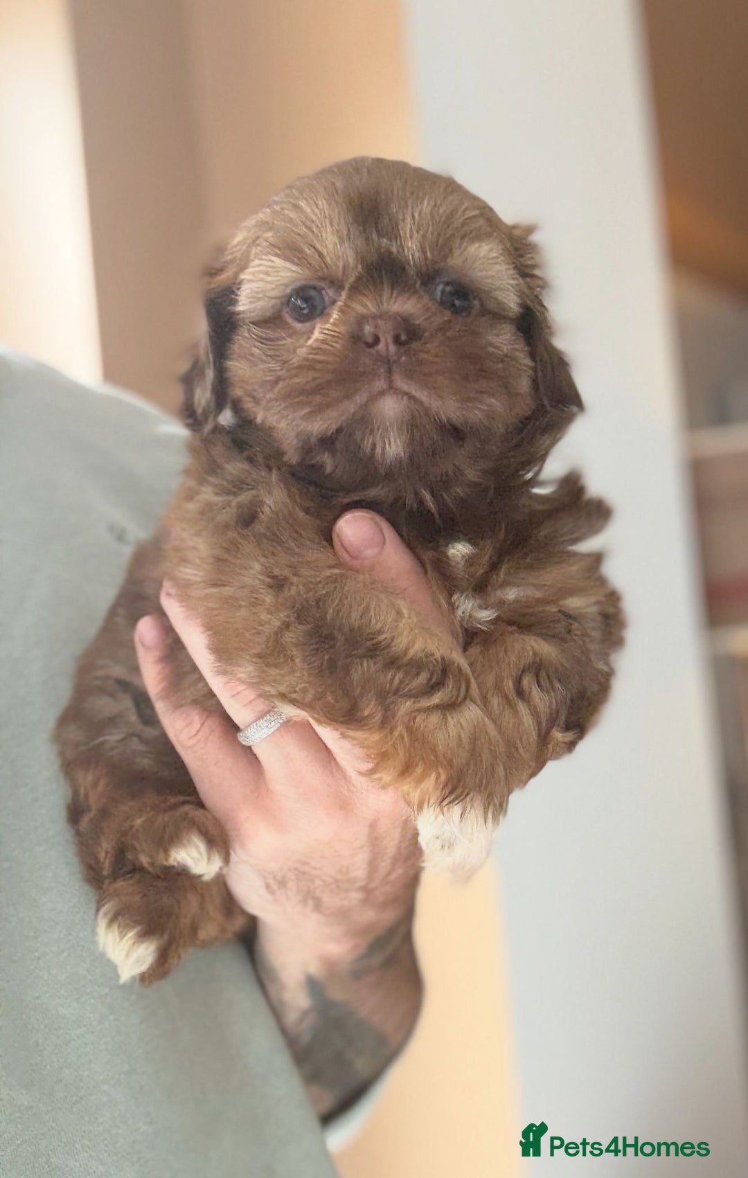 Shih Tzu dogs for sale: 💙🩷Two Beautiful Shih Tzu Puppies Available  - Image 2