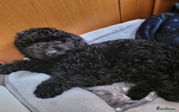Mixed Breed dogs for sale: Santiago  - Image 3