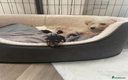 Mixed Breed dogs for sale: Adorable jackacavapoo puppies only 2 left  - Image 3