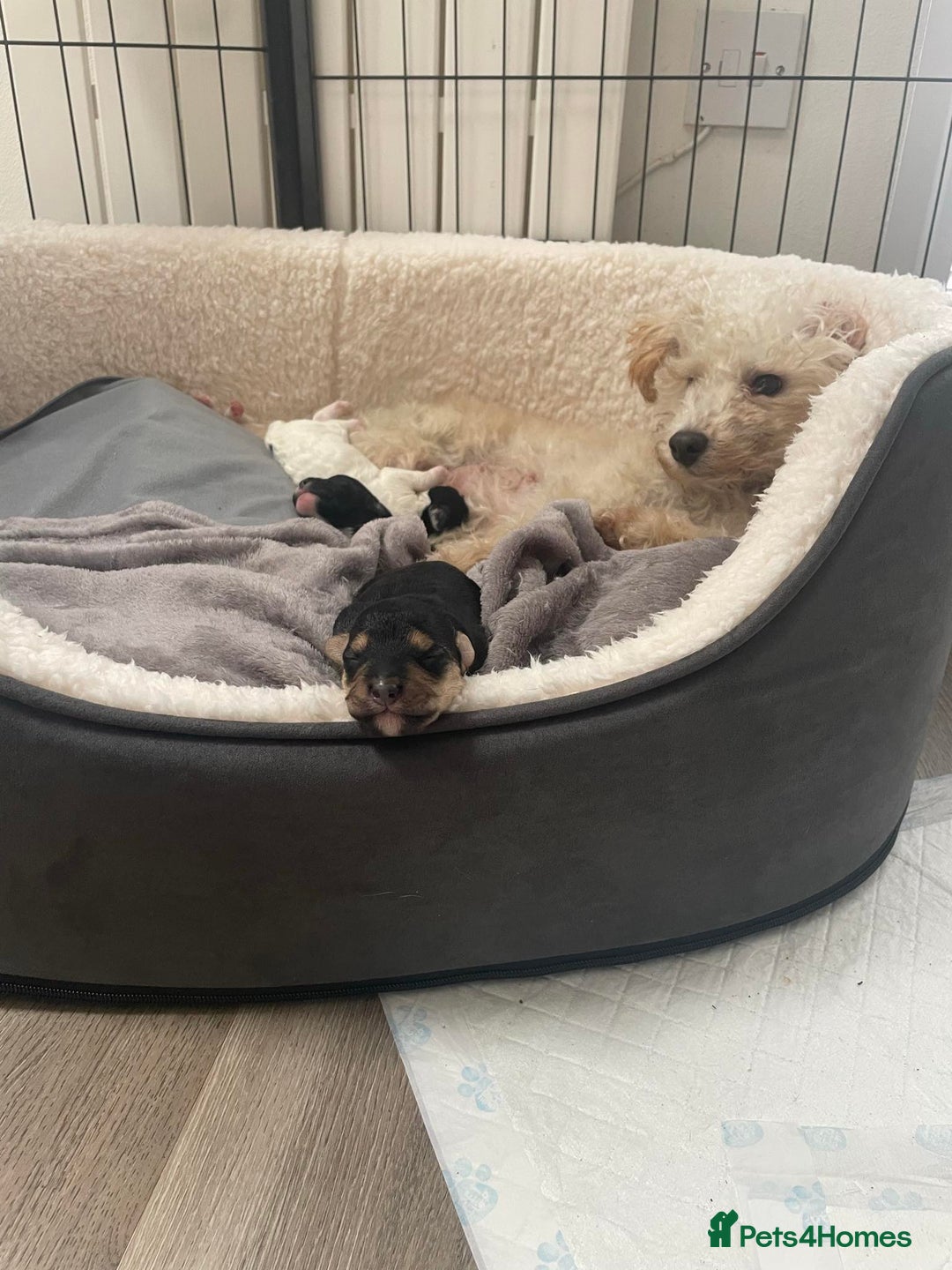 Mixed Breed dogs for sale: Adorable jackacavapoo puppies only 2 left  - Image 3