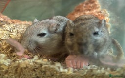 Gerbil rodents for sale: 2 male Gerbils - Image 3