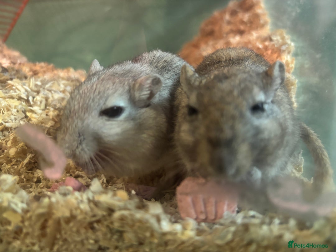 Gerbil rodents for sale: 2 male Gerbils - Image 3