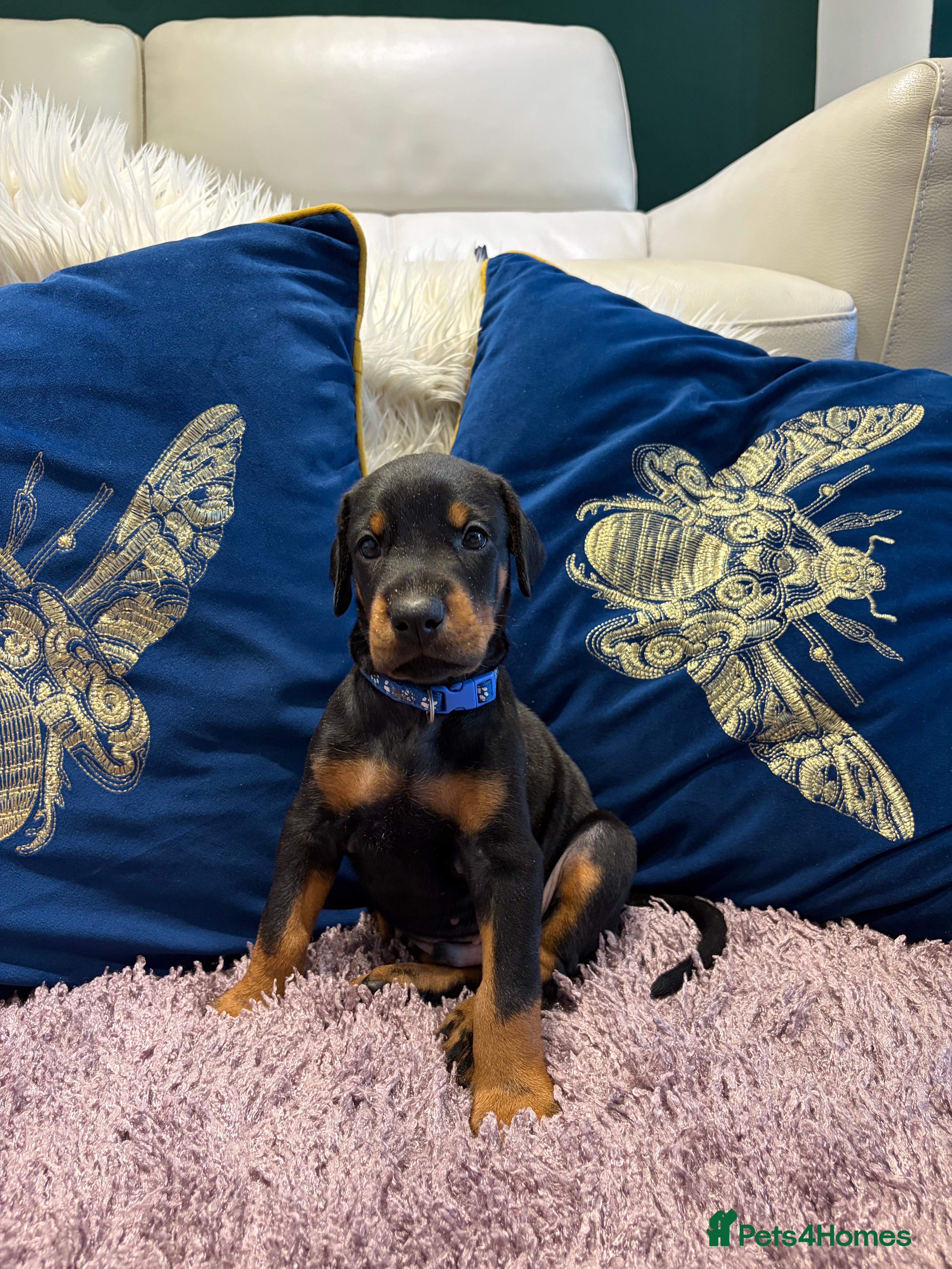 Dobermann dogs KC registered exclusive Dobermann puppies  - Advert 2
