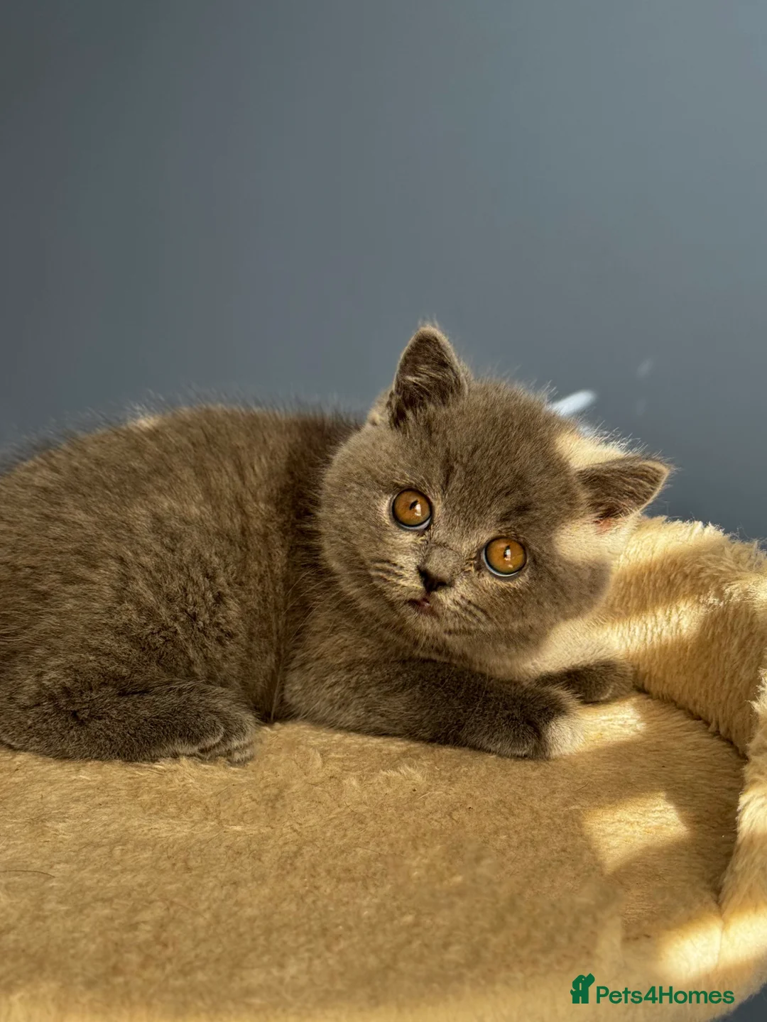 British Shorthair cats for sale: *READY SOON* BRITISH SHORTHAIR KITTENS🐱🩶 - Advert 6
