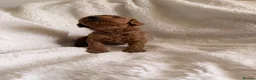 Mini Goldendoodle dogs for sale: EXCEPTIONAL AUSTRALIAN DOODLES 🐾 HEALTH TESTED🐾  - Advert 3