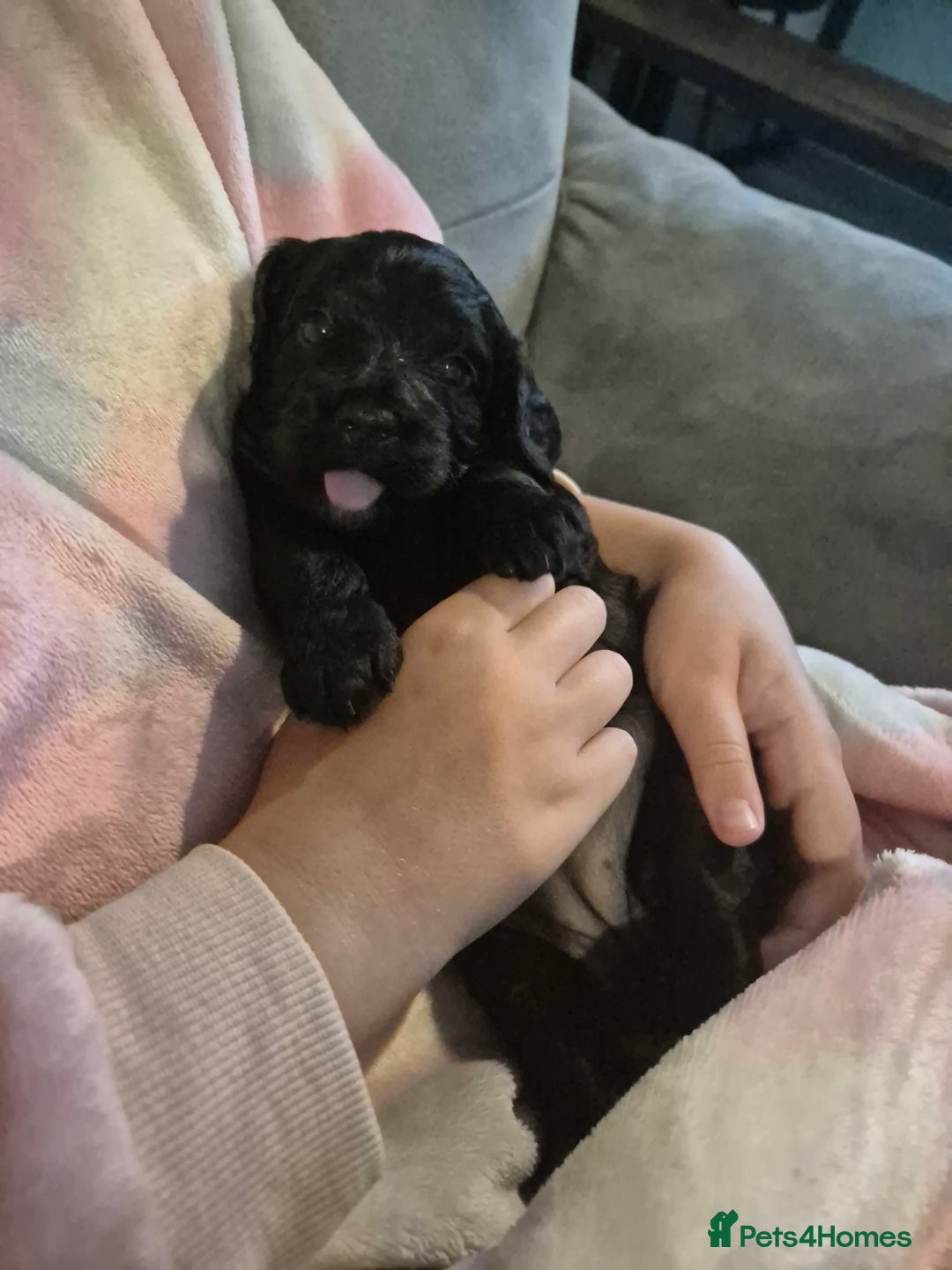 Cockapoo dogs for sale: Cockapoo girl puppy - Image 5