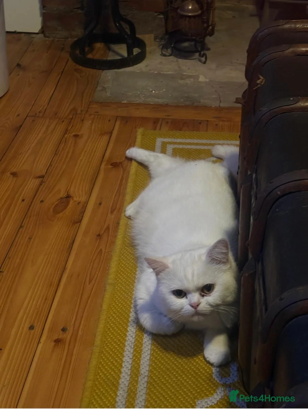 Mixed Breed cats for sale: Two BSH x Persian  in Wakefield - Advert 4