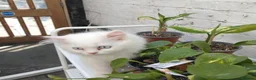 Persian cats for sale: Persian kittens for sale - blue eye beauty  - Advert 10