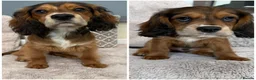 Mixed Breed dogs for sale: Cocker x cockalier male - ready to go - Advert 10