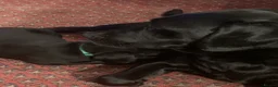 Labrador Retriever dogs for sale: Black female - Advert 7