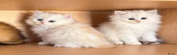 British Longhair cats for sale: BLH Golden Shaded Kittens Looking4 Forever Homes - Advert 12