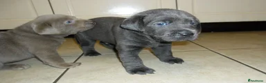 Labrador Retriever 5