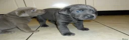 Labrador Retriever dogs for sale: 7 BEAUTIFUL FRIENDLY PUPPIES FOR SALE  - Advert 16
