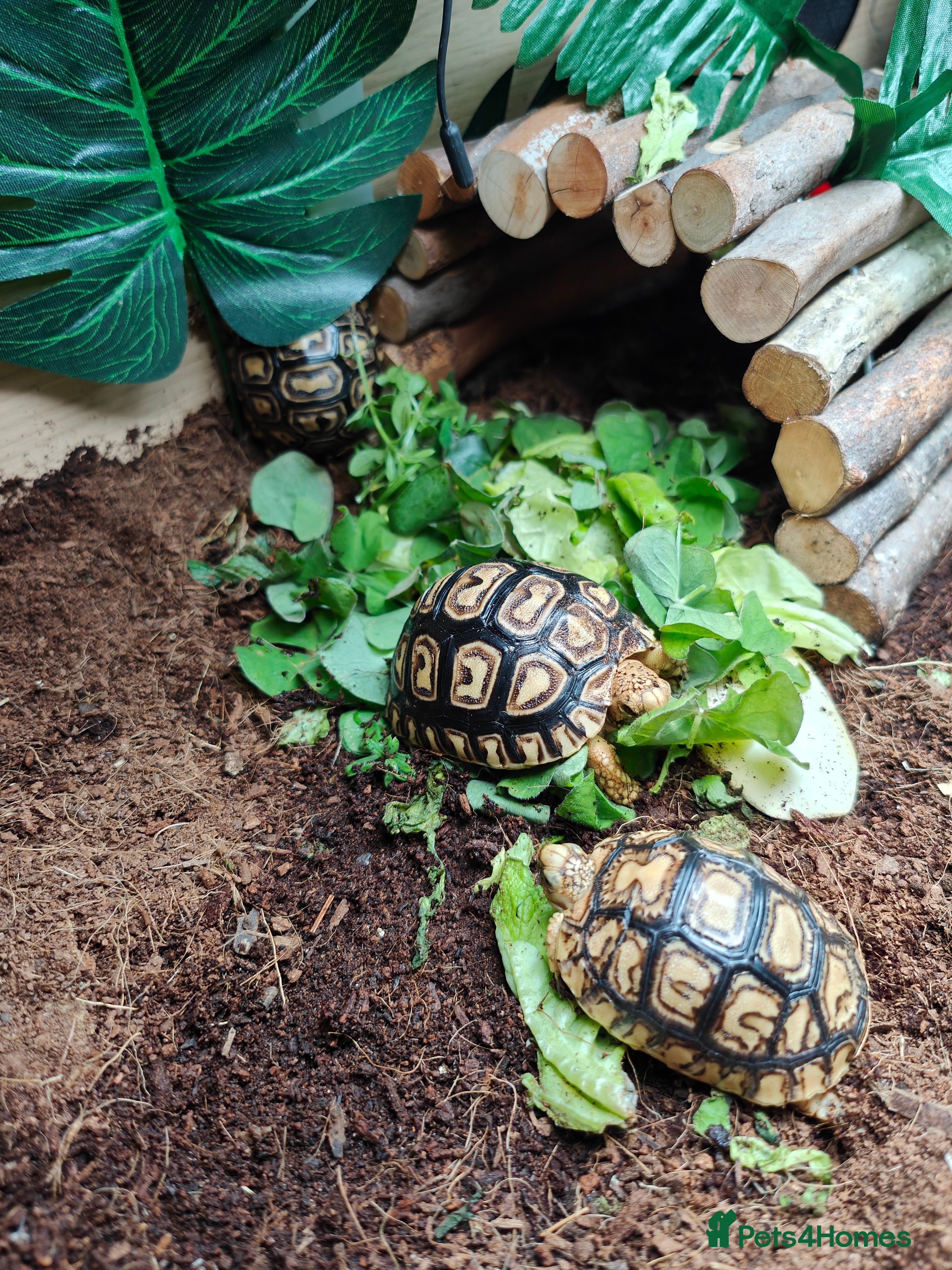 Tortoise reptiles Leopard spotted Tortoise  - Advert 4