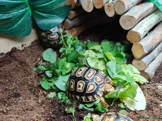 Tortoise reptiles Leopard spotted Tortoise - Advert 4