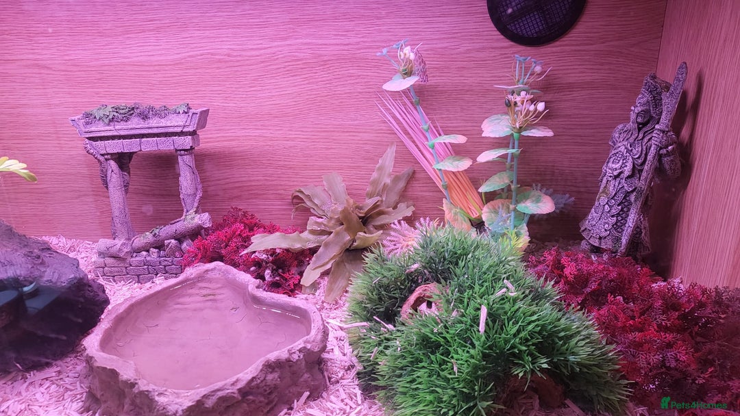 Corn Snake reptiles for sale: Lovely Corn Snake with Vivarium & furnishings - Advert 7