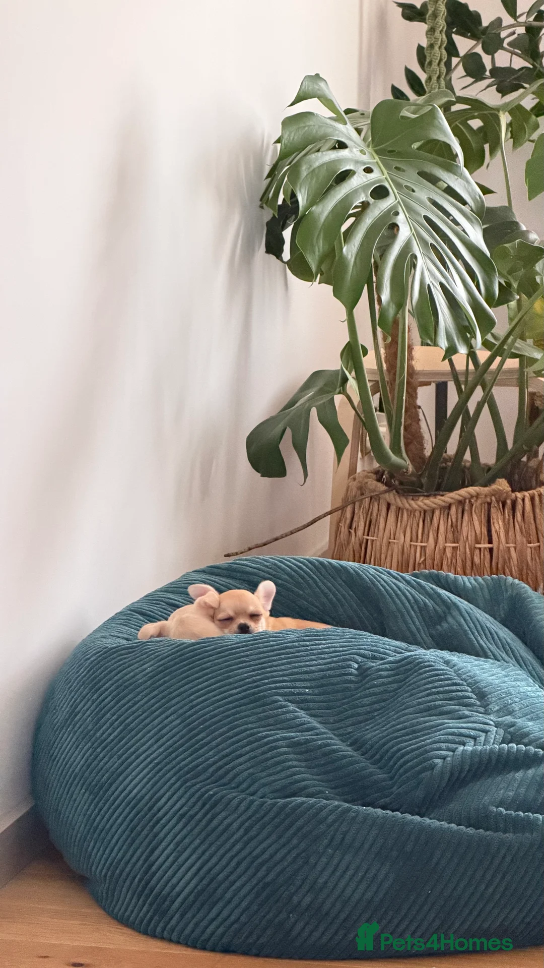 Chihuahua dogs for sale: Chihuahua boys / males  - Advert 9