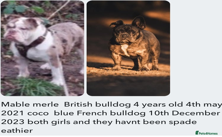 English Bulldog dogs - Advert 15