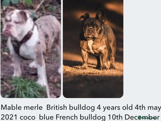 English Bulldog dogs for sale - Advert 1