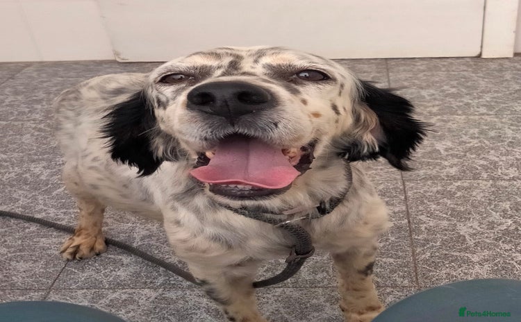 English Setter dogs - Advert 4