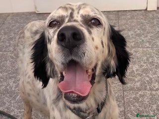 English Setter dogs - Advert 2