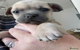 Mixed Breed dogs for sale: 9 French chihuahua - Advert 3