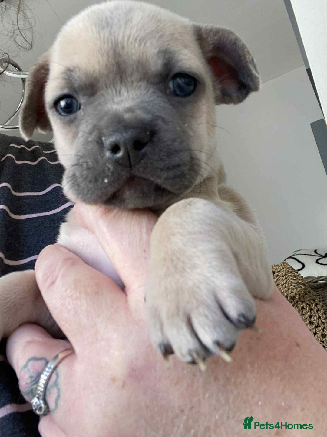 Mixed Breed dogs for sale: 9 French chihuahua - Advert 3