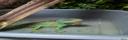 Lizard reptiles for sale: Water dragon and enclosure hand build  - Advert 2