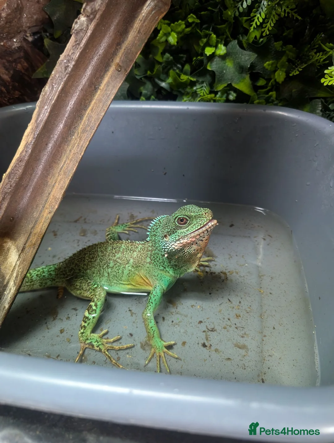 Lizard reptiles for sale: Water dragon and enclosure hand build  - Advert 2