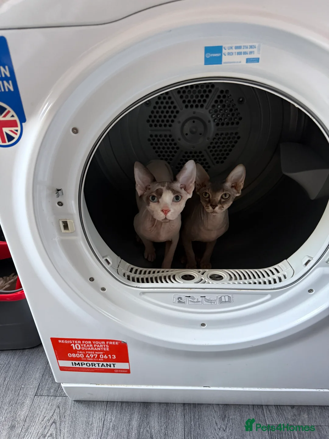 Sphynx cats for sale: Sphynx adorable couple  - Advert 3