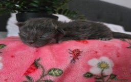 Maine Coon cats for sale: Champion russian Maine coon kittens - Image 6