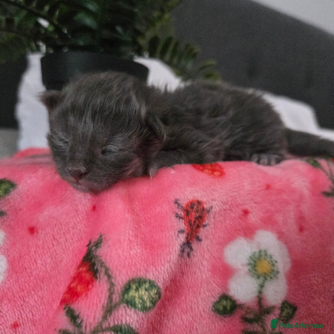 Maine Coon cats for sale: Champion russian Maine coon kittens - Image 6