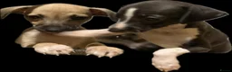 Italian Greyhound dogs for sale: ✨ KC Registered Italian Greyhound puppies ✨ - Advert 23