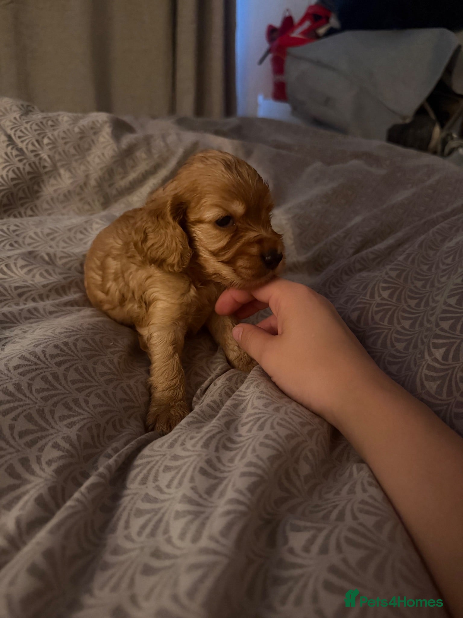 Cocker Spaniel dogs (4 left) KC show type cocker spaniel puppies - Advert 16
