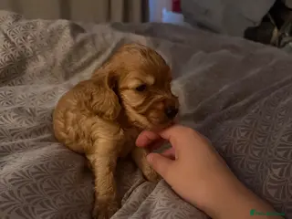 Cocker Spaniel dogs (4 left) KC show type cocker spaniel puppies - Advert 16