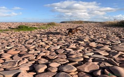 Miniature Dachshund dogs for sale: Ellie✨ - Advert 3