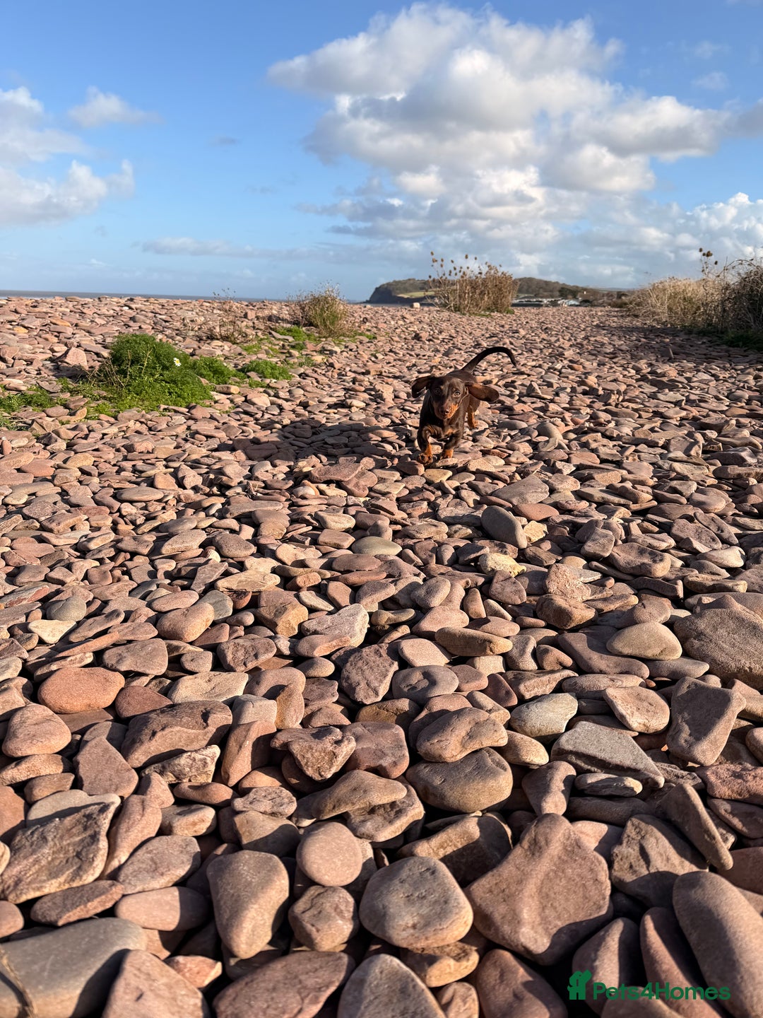 Miniature Dachshund dogs for sale: Ellie✨ - Advert 3